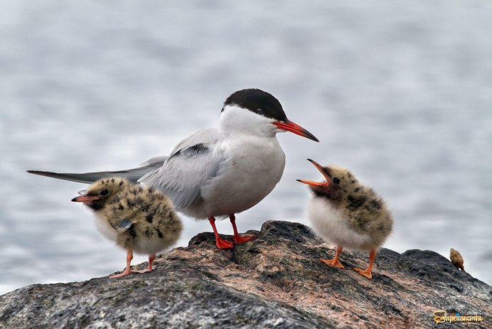 Чайка крачка