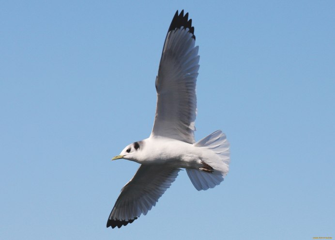 Полярная Чайка крачка