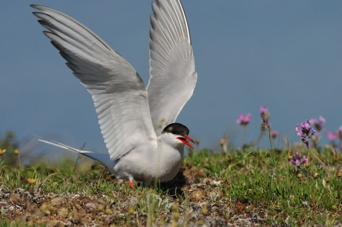 Полярная крачка полет