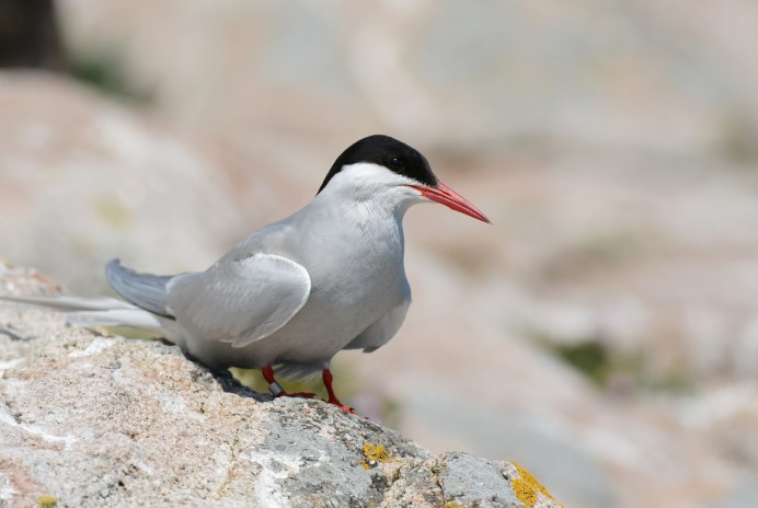 Речные птицы