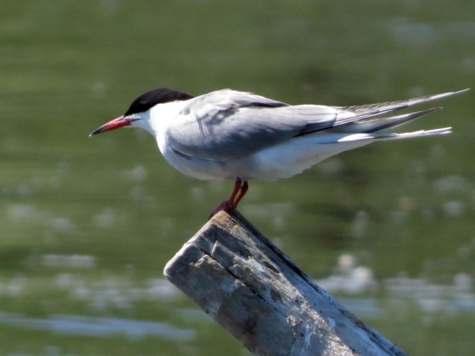 Озерная крачка