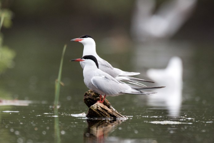 Чайка сизая Озерная краечка