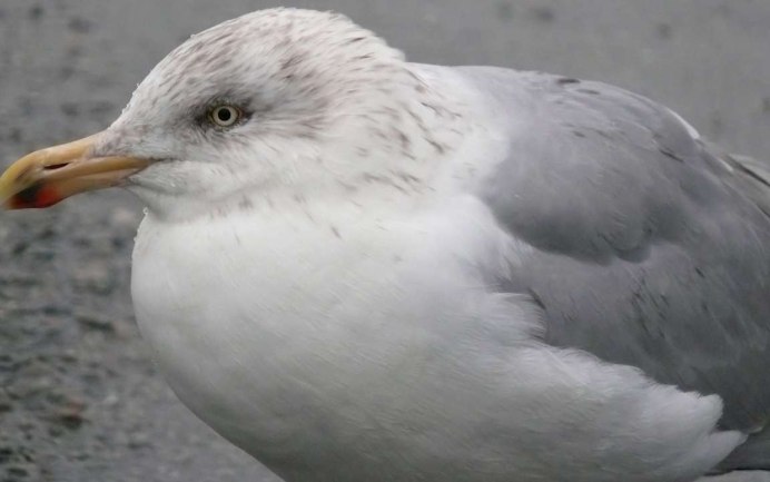 Озерная крачка