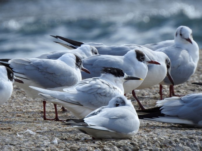 Полярная Чайка крачка