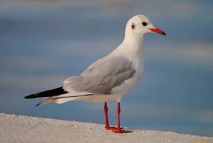 Чайка крачка