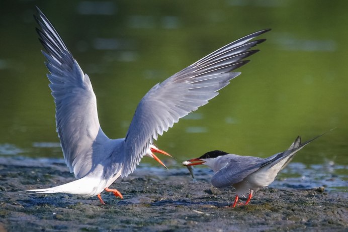 Чайка Речная и Озерная