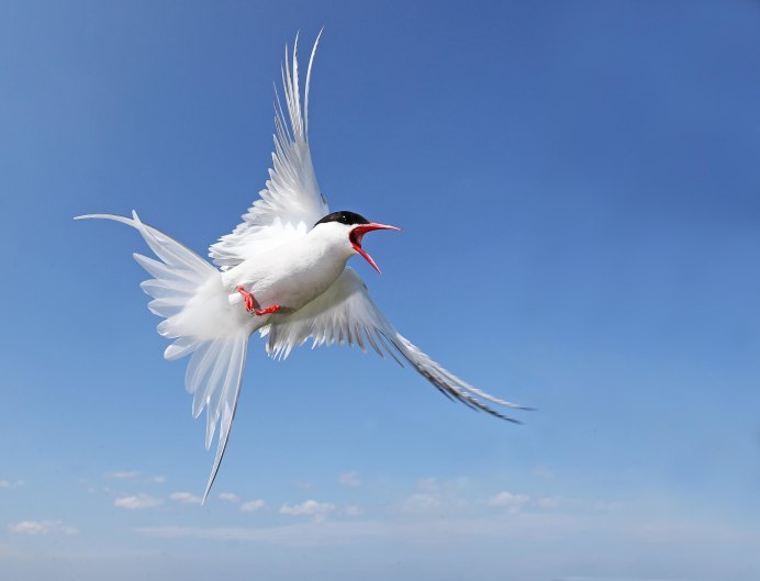 Озерная Чайка и крачка