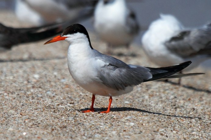 Чайка крачка