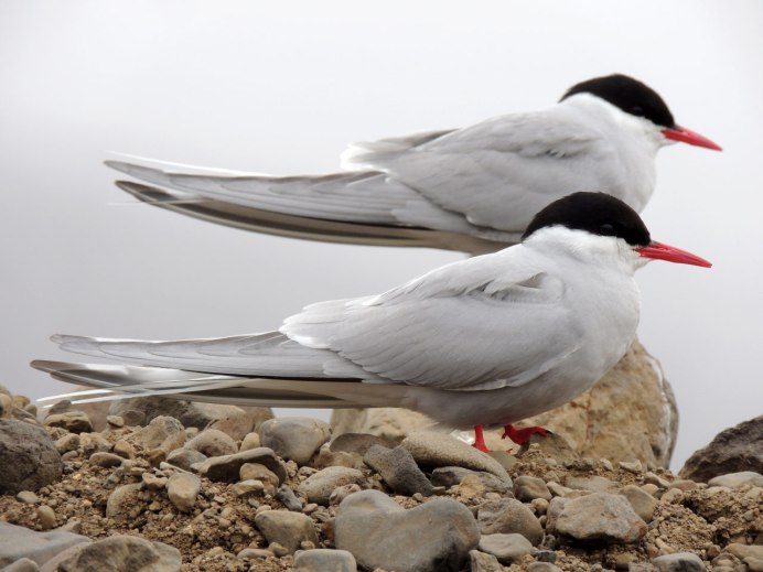 Полярная Чайка крачка