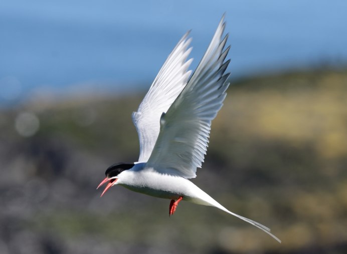 Чайка попугайская