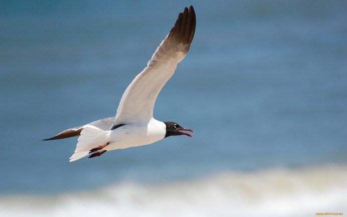 Антарктическая крачка