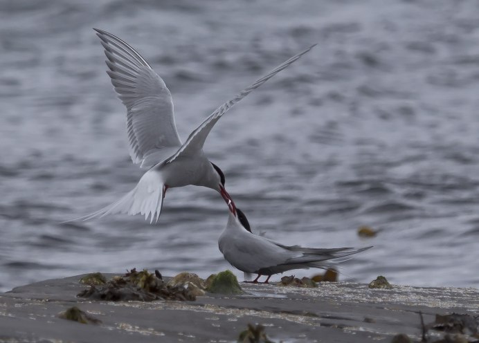 Чайка птица крачка