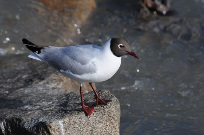 Камчатская крачка