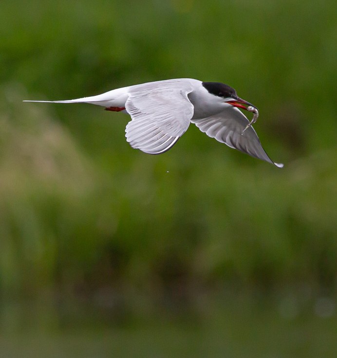 Морские птицы Баренцева моря