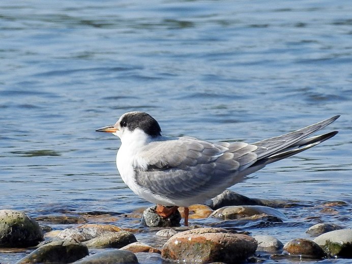 Полярная крачка