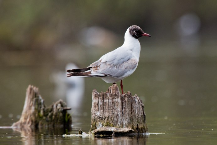 Крачка хохлатая малая