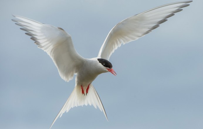 Китовая крачка