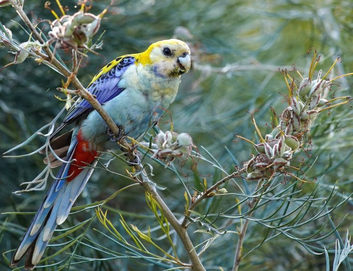 Волнистый корелла Розелла