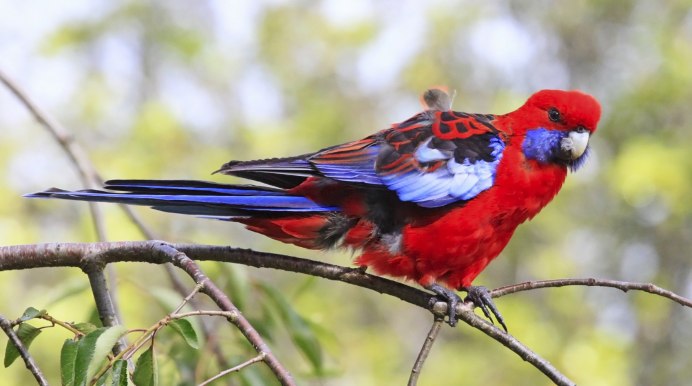 Попугай Розелла размер птицы