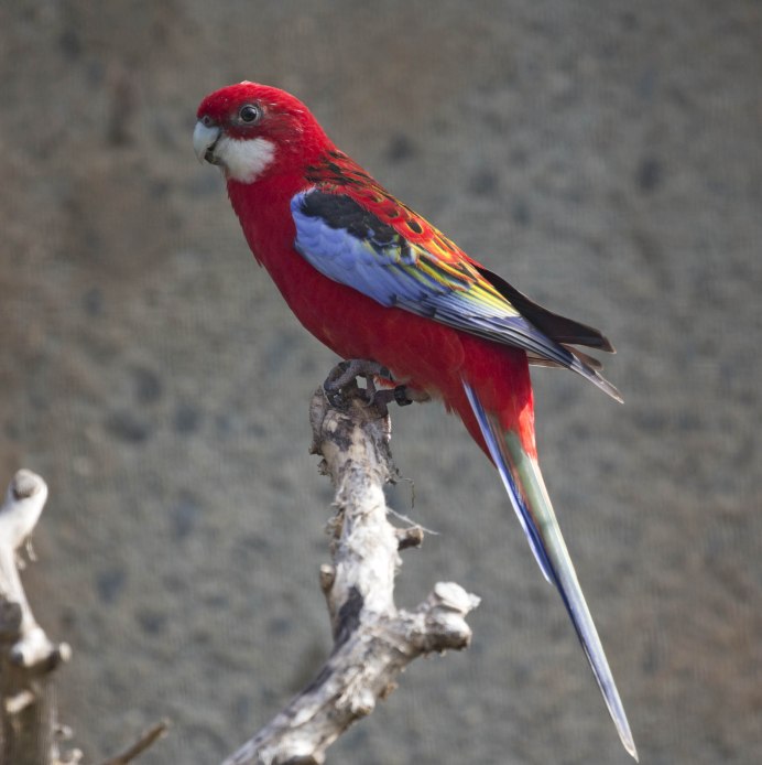 Попугай Розелла