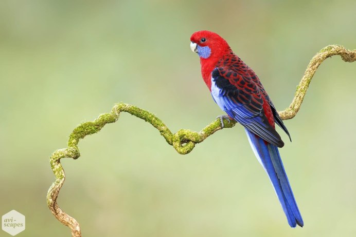 Черноголовая Розелла