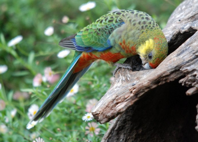 Попугай какарики Розелла