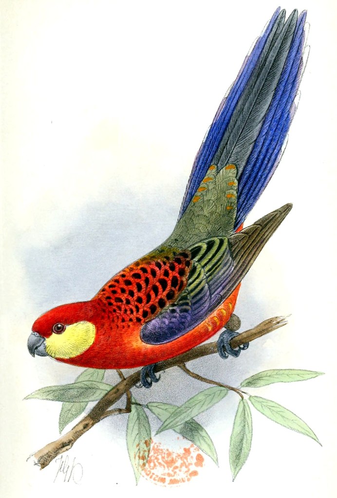 Попугай Розелла Бернарда