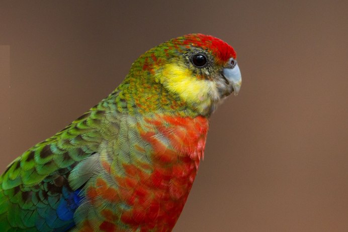 Попугай Розелла желтощекая