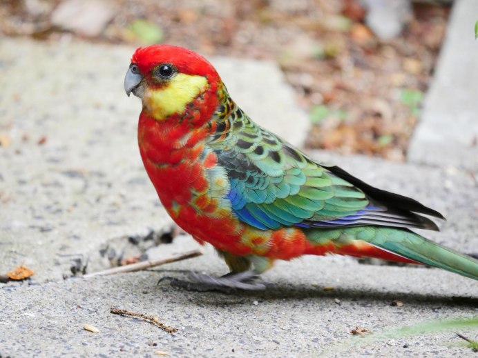 Попугай Розелла