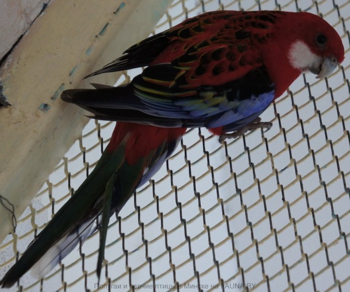 Амазон Розелла попугай