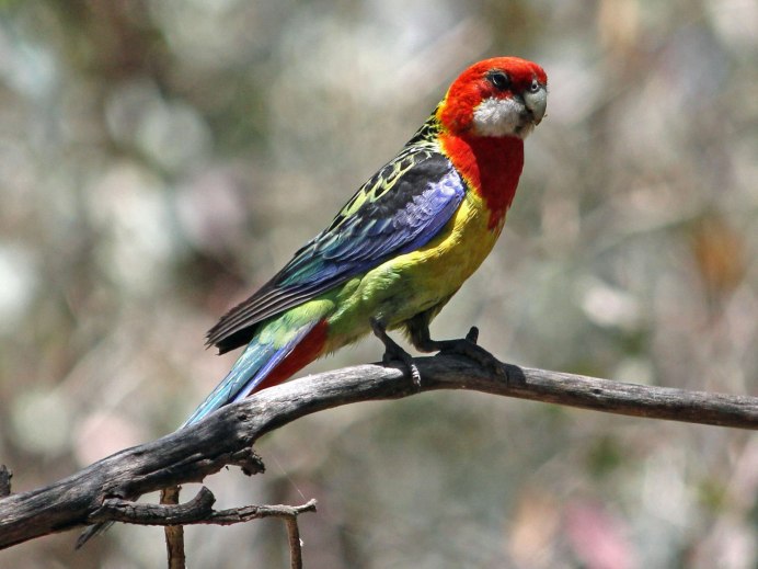 Попугай Розелла пенантовая