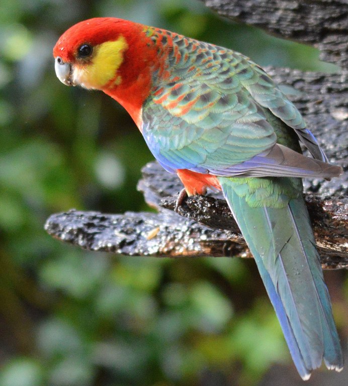 Западная Розелла