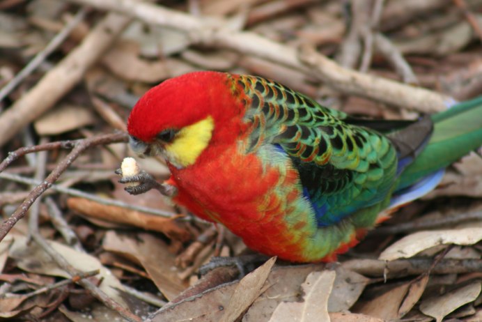 Попугай Розелла желтощекая
