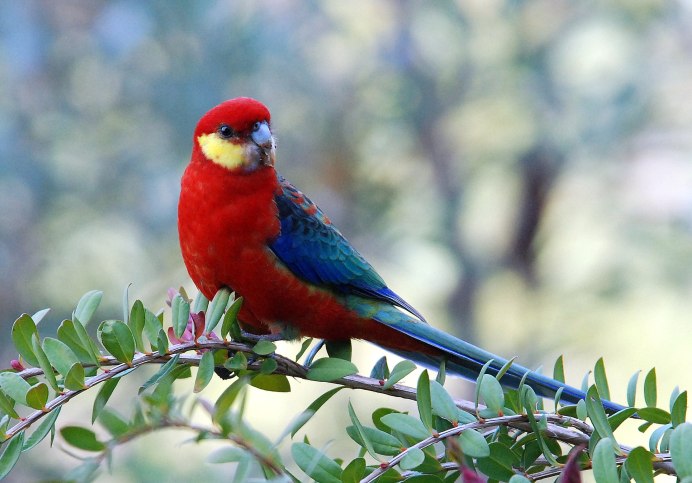 Попугай Розелла желтощекая