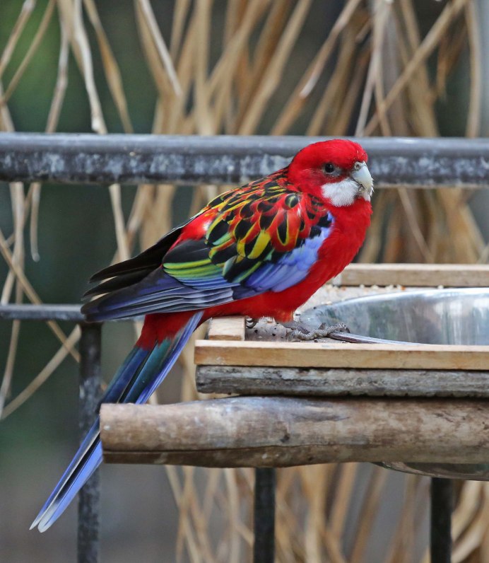 Домашний попугай Розелла