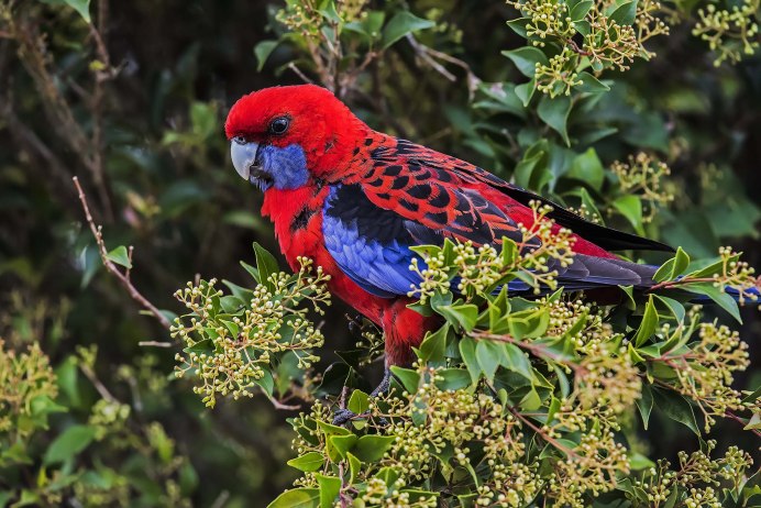 Попугай Розелла жёлтощёкая