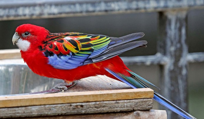 Попугай Розелла