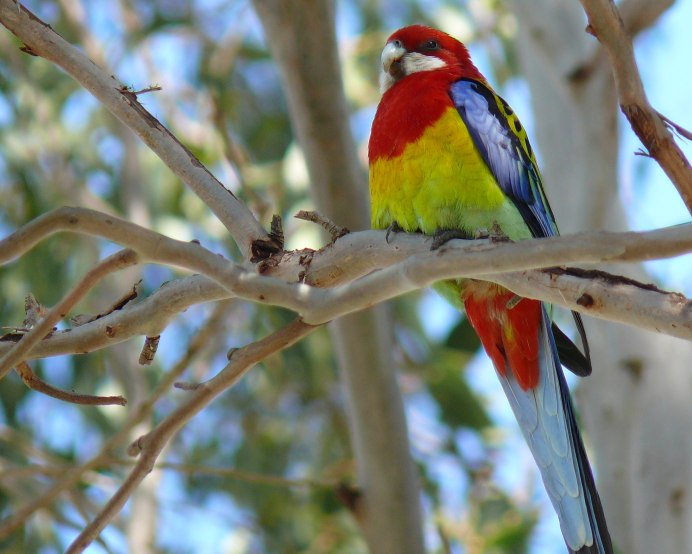 Попугай Розелла