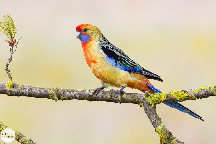 Нарисовать розеллу цветок