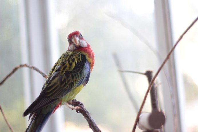 Австралийская Розелла попугай