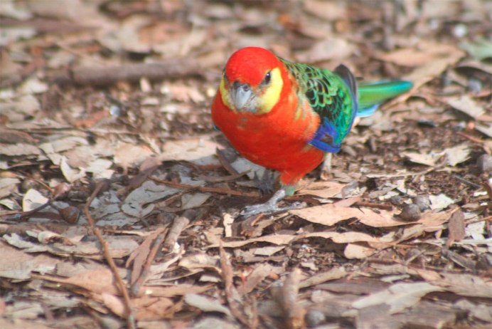 Розелла птица желтая