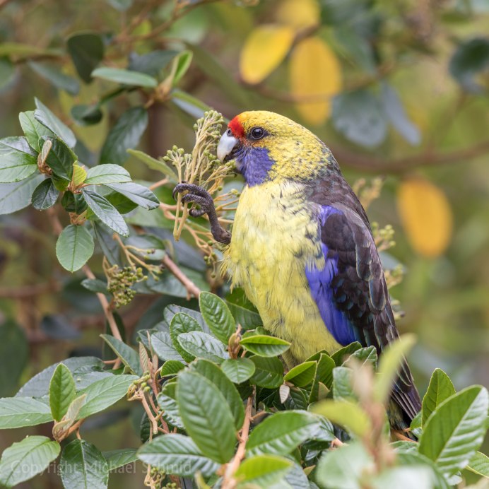 Попугай Розелла