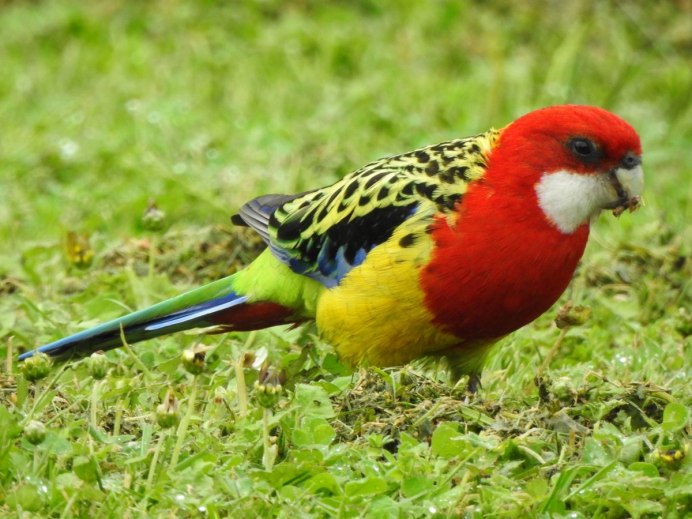 Желтощекая Розелла Стэнли