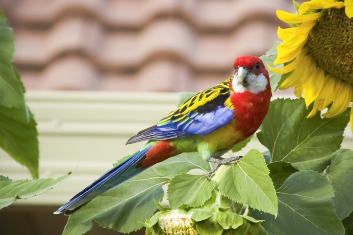 Тасманская Розелла