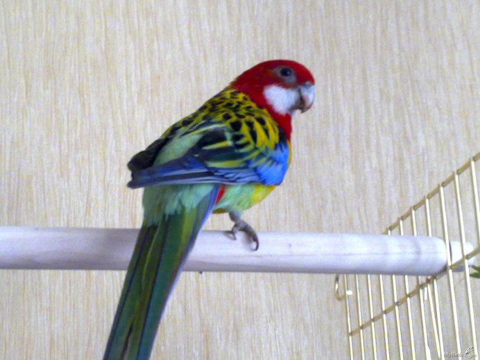 Розелла зеленая попугай