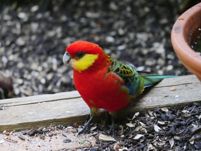 Восточная Розелла (Platycercus Eximius)
