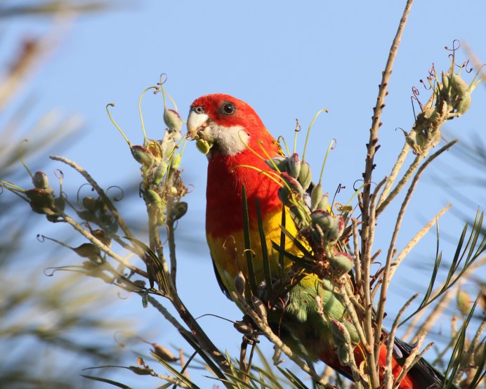 Попугай Розелла Рубиновая