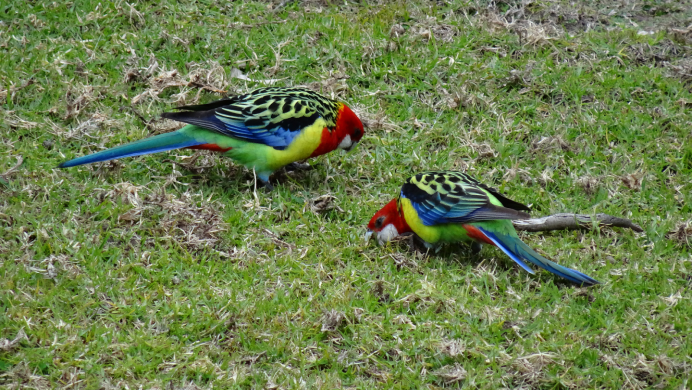 Попугай Розелла пестрая