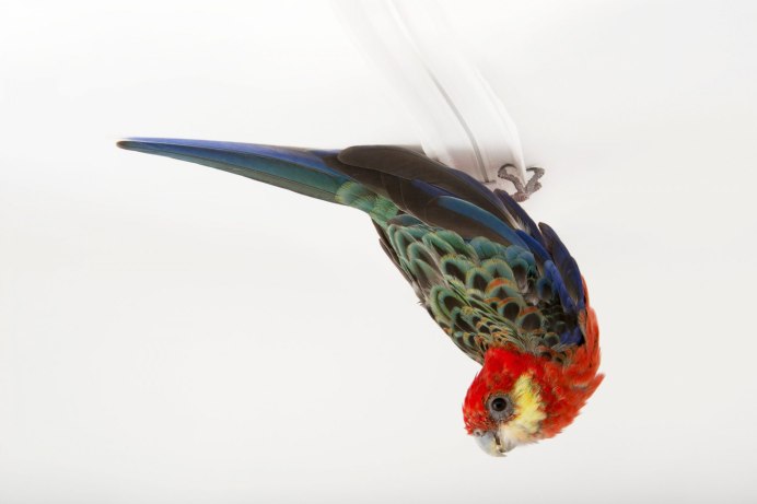 Попугай Розелла красная