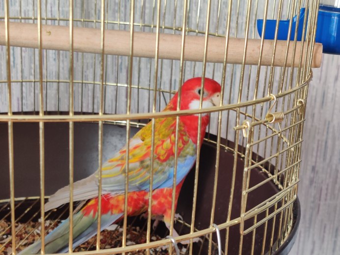 Розелла лютино